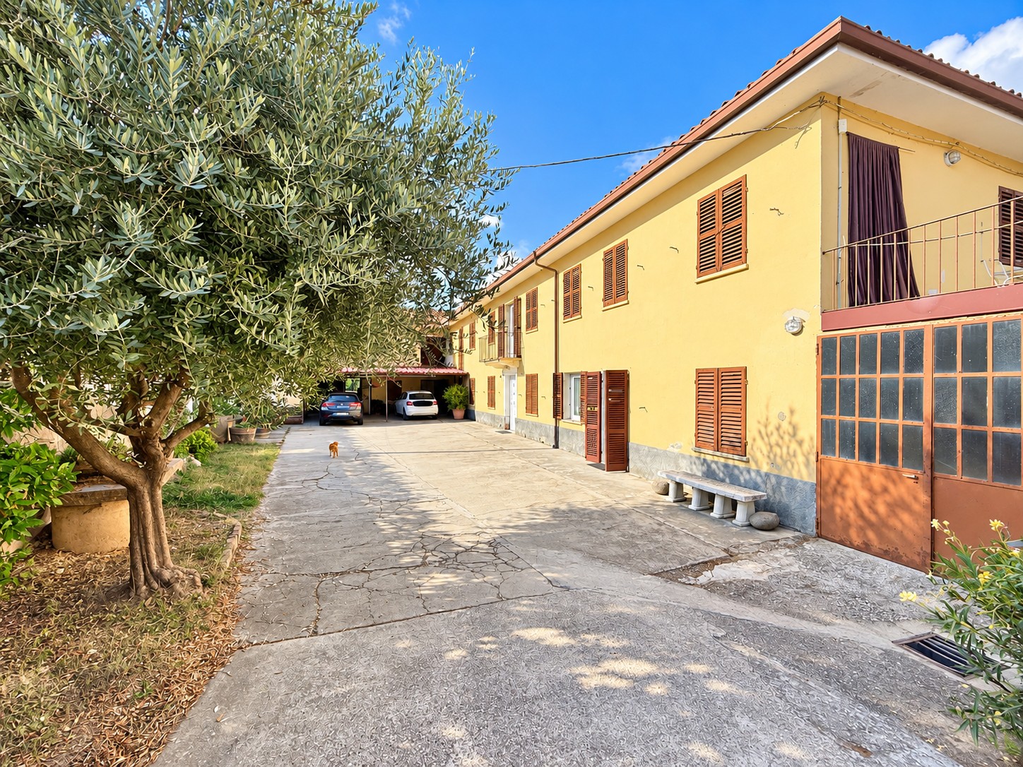 Canelli